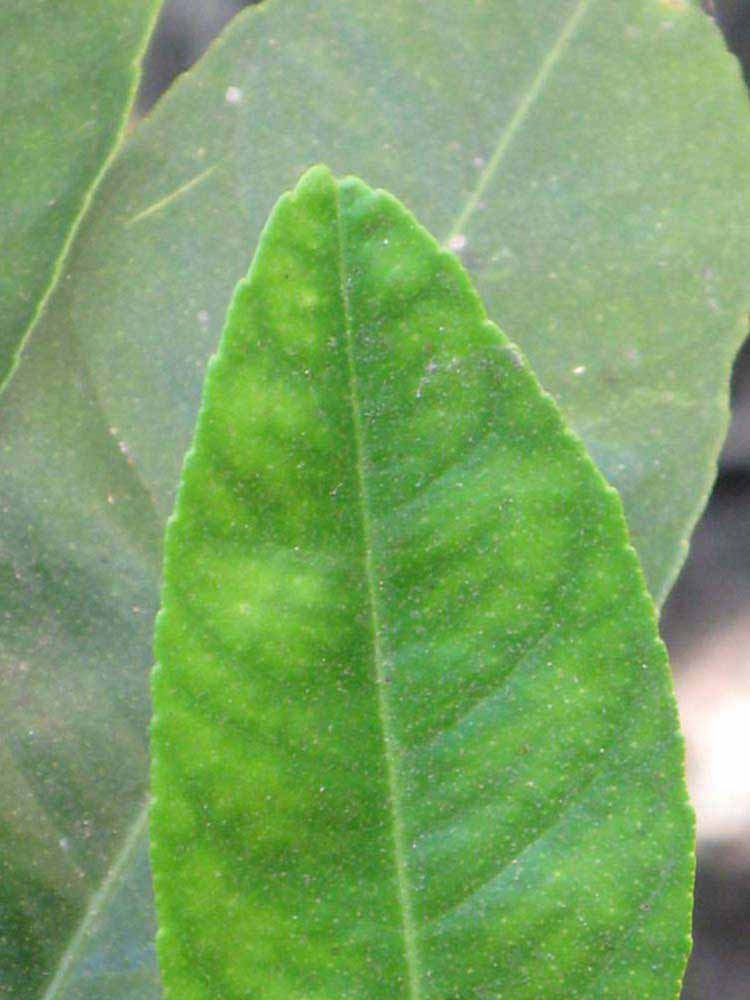              Margin (South African, Riverside, CA)       